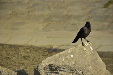 Coxs Bazar 'daki Bakkhali Nehri boyunca Şehir Kirliliği ile Nehir Kıyısındaki Kargalar Evi