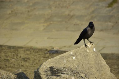 Coxs Bazar 'daki Bakkhali Nehri boyunca Şehir Kirliliği ile Nehir Kıyısındaki Kargalar Evi