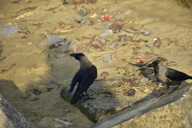 Coxs Bazar 'daki Bakkhali Nehri boyunca Şehir Kirliliği ile Nehir Kıyısındaki Kargalar Evi