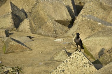 Ev Kargaları, Coxs Bazar 'daki Bakkhali nehri boyunca beton nehir dolgu bloklarında dinleniyor.
