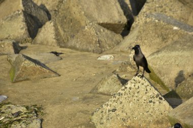 Ev Kargaları, Coxs Bazar 'daki Bakkhali nehri boyunca beton nehir dolgu bloklarında dinleniyor.