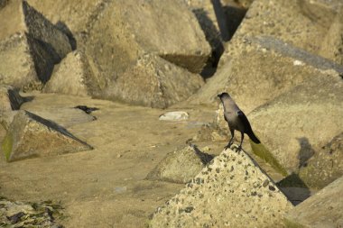 Ev Kargaları, Coxs Bazar 'daki Bakkhali nehri boyunca beton nehir dolgu bloklarında dinleniyor.