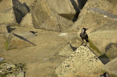 Ev Kargaları, Coxs Bazar 'daki Bakkhali nehri boyunca beton nehir dolgu bloklarında dinleniyor.