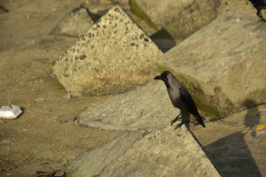 Ev Kargaları, Coxs Bazar 'daki Bakkhali nehri boyunca beton nehir dolgu bloklarında dinleniyor.