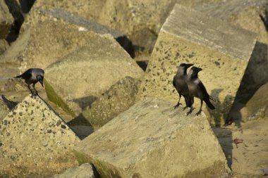Ev Kargaları, Coxs Bazar 'daki Bakkhali nehri boyunca beton nehir dolgu bloklarında dinleniyor.