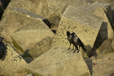 Ev Kargaları, Coxs Bazar 'daki Bakkhali nehri boyunca beton nehir dolgu bloklarında dinleniyor.