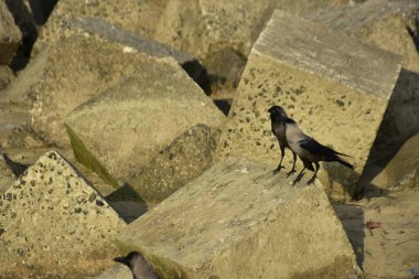 Ev Kargaları, Coxs Bazar 'daki Bakkhali nehri boyunca beton nehir dolgu bloklarında dinleniyor.
