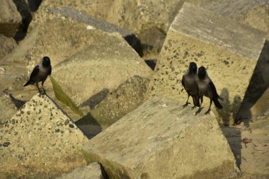 Ev Kargaları, Coxs Bazar 'daki Bakkhali nehri boyunca beton nehir dolgu bloklarında dinleniyor.