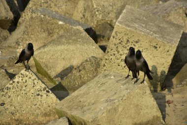 Ev Kargaları, Coxs Bazar 'daki Bakkhali nehri boyunca beton nehir dolgu bloklarında dinleniyor.