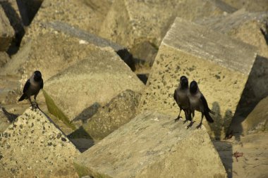 Ev Kargaları, Coxs Bazar 'daki Bakkhali nehri boyunca beton nehir dolgu bloklarında dinleniyor.