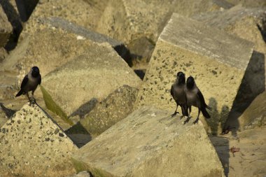 Ev Kargaları, Coxs Bazar 'daki Bakkhali nehri boyunca beton nehir dolgu bloklarında dinleniyor.
