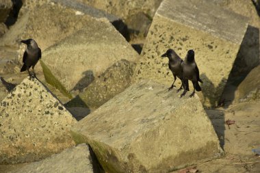 Ev Kargaları, Coxs Bazar 'daki Bakkhali nehri boyunca beton nehir dolgu bloklarında dinleniyor.