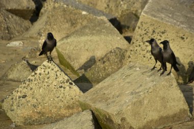 Ev Kargaları, Coxs Bazar 'daki Bakkhali nehri boyunca beton nehir dolgu bloklarında dinleniyor.