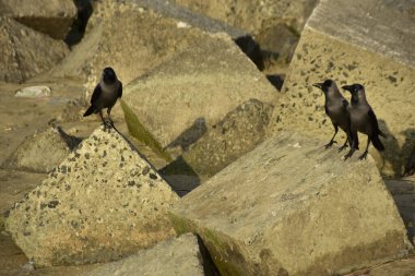 Ev Kargaları, Coxs Bazar 'daki Bakkhali nehri boyunca beton nehir dolgu bloklarında dinleniyor.