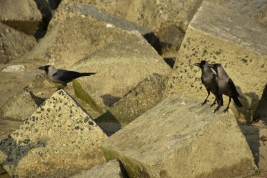 Ev Kargaları, Coxs Bazar 'daki Bakkhali nehri boyunca beton nehir dolgu bloklarında dinleniyor.