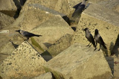 Ev Kargaları, Coxs Bazar 'daki Bakkhali nehri boyunca beton nehir dolgu bloklarında dinleniyor.