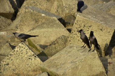 Ev Kargaları, Coxs Bazar 'daki Bakkhali nehri boyunca beton nehir dolgu bloklarında dinleniyor.