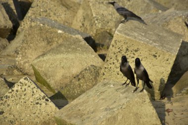 Ev Kargaları, Coxs Bazar 'daki Bakkhali nehri boyunca beton nehir dolgu bloklarında dinleniyor.