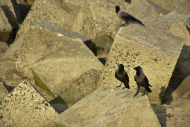 Ev Kargaları, Coxs Bazar 'daki Bakkhali nehri boyunca beton nehir dolgu bloklarında dinleniyor.