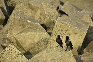 Ev Kargaları, Coxs Bazar 'daki Bakkhali nehri boyunca beton nehir dolgu bloklarında dinleniyor.