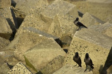 Ev Kargaları, Coxs Bazar 'daki Bakkhali nehri boyunca beton nehir dolgu bloklarında dinleniyor.