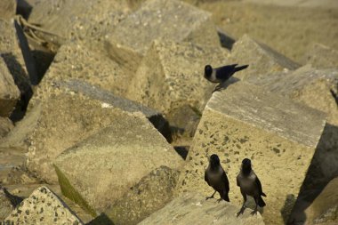 Ev Kargaları, Coxs Bazar 'daki Bakkhali nehri boyunca beton nehir dolgu bloklarında dinleniyor.