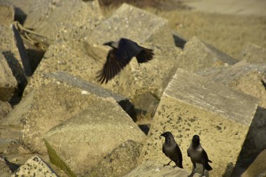 Ev Kargaları, Coxs Bazar 'daki Bakkhali nehri boyunca beton nehir dolgu bloklarında dinleniyor.