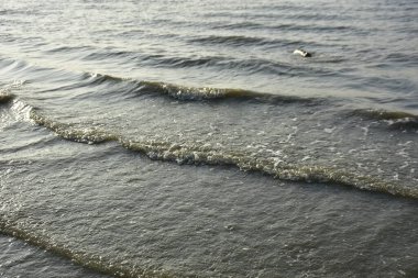 Bakkhali Nehri kıyısında Yumuşak Su Dalgalanmaları ve Sığ Nehir Dalgaları