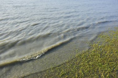 Bakkhali Nehri kıyısında Yumuşak Su Dalgalanmaları ve Sığ Nehir Dalgaları
