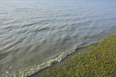 Bakkhali Nehri kıyısında Yumuşak Su Dalgalanmaları ve Sığ Nehir Dalgaları