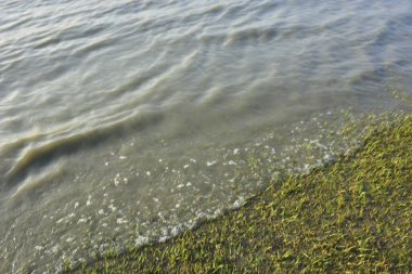 Bakkhali Nehri kıyısında Yumuşak Su Dalgalanmaları ve Sığ Nehir Dalgaları