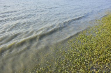 Bakkhali Nehri kıyısında Yumuşak Su Dalgalanmaları ve Sığ Nehir Dalgaları