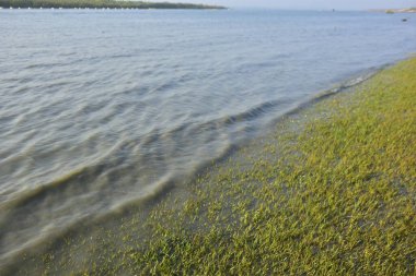 Bakkhali Nehri kıyısında Yumuşak Su Dalgalanmaları ve Sığ Nehir Dalgaları