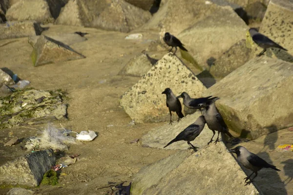 Ev Kargaları, Coxs Bazar 'daki Bakkhali Nehri' nde beton nehir dolgusu üzerine dökülen yiyecekler için yarışıyor