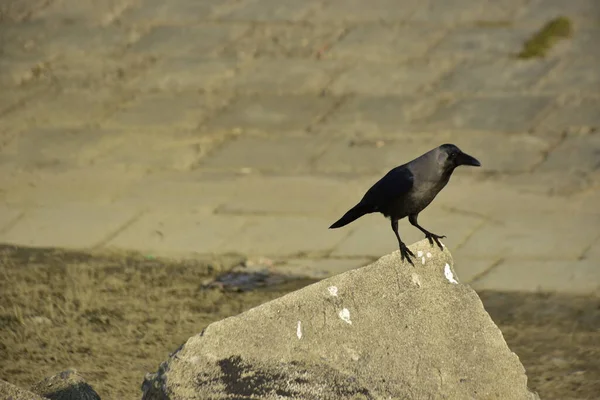 Coxs Bazar 'daki Bakkhali Nehri boyunca Şehir Kirliliği ile Nehir Kıyısındaki Kargalar Evi