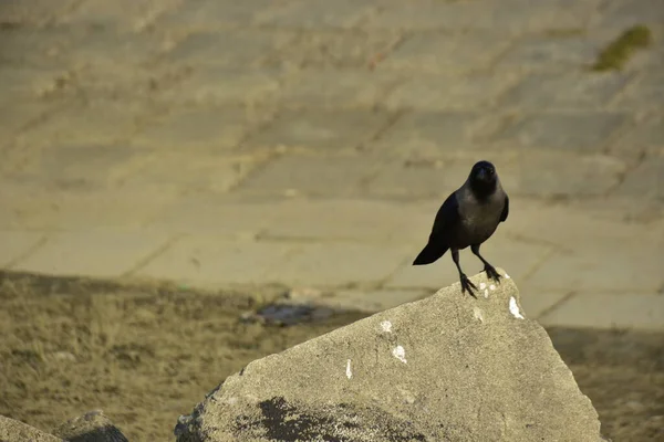 Coxs Bazar 'daki Bakkhali Nehri boyunca Şehir Kirliliği ile Nehir Kıyısındaki Kargalar Evi