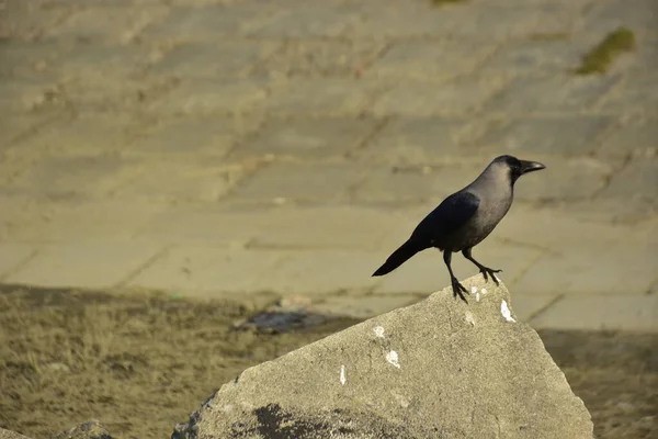 Coxs Bazar 'daki Bakkhali Nehri boyunca Şehir Kirliliği ile Nehir Kıyısındaki Kargalar Evi