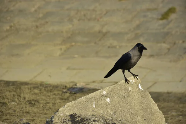 Coxs Bazar 'daki Bakkhali Nehri boyunca Şehir Kirliliği ile Nehir Kıyısındaki Kargalar Evi