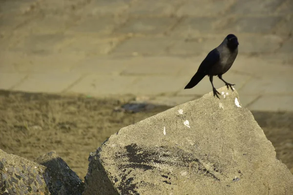 Coxs Bazar 'daki Bakkhali Nehri boyunca Şehir Kirliliği ile Nehir Kıyısındaki Kargalar Evi