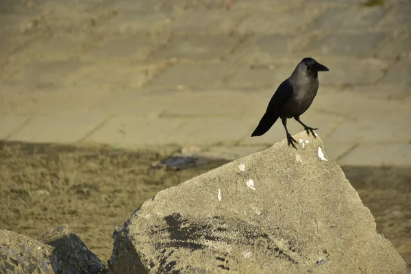 Coxs Bazar 'daki Bakkhali Nehri boyunca Şehir Kirliliği ile Nehir Kıyısındaki Kargalar Evi