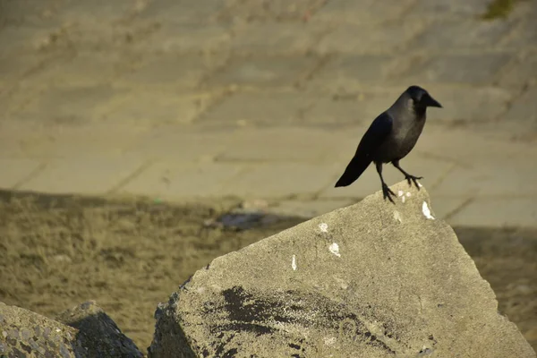 Coxs Bazar 'daki Bakkhali Nehri boyunca Şehir Kirliliği ile Nehir Kıyısındaki Kargalar Evi