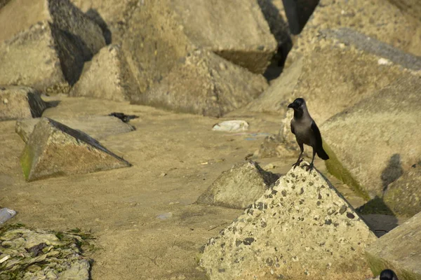 Ev Kargaları, Coxs Bazar 'daki Bakkhali nehri boyunca beton nehir dolgu bloklarında dinleniyor.