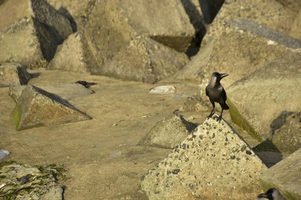 Ev Kargaları, Coxs Bazar 'daki Bakkhali nehri boyunca beton nehir dolgu bloklarında dinleniyor.