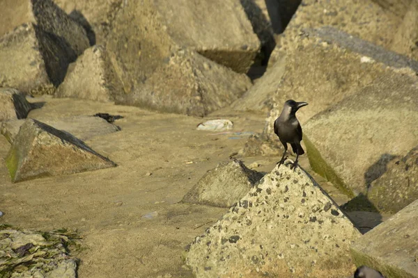 Ev Kargaları, Coxs Bazar 'daki Bakkhali nehri boyunca beton nehir dolgu bloklarında dinleniyor.