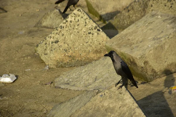 Ev Kargaları, Coxs Bazar 'daki Bakkhali nehri boyunca beton nehir dolgu bloklarında dinleniyor.