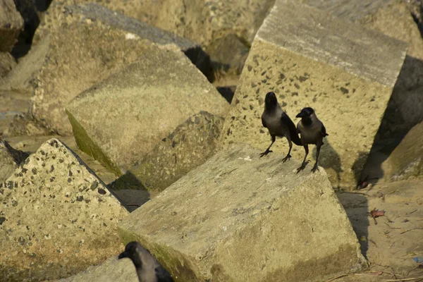 Ev Kargaları, Coxs Bazar 'daki Bakkhali nehri boyunca beton nehir dolgu bloklarında dinleniyor.