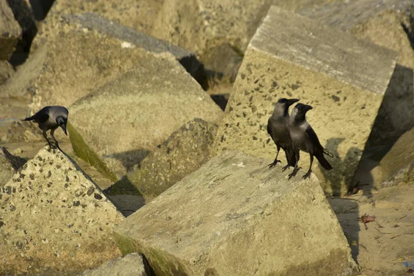 Ev Kargaları, Coxs Bazar 'daki Bakkhali nehri boyunca beton nehir dolgu bloklarında dinleniyor.