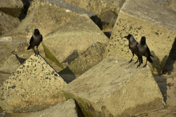 Ev Kargaları, Coxs Bazar 'daki Bakkhali nehri boyunca beton nehir dolgu bloklarında dinleniyor.