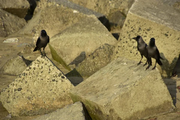 Ev Kargaları, Coxs Bazar 'daki Bakkhali nehri boyunca beton nehir dolgu bloklarında dinleniyor.