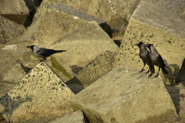 Ev Kargaları, Coxs Bazar 'daki Bakkhali nehri boyunca beton nehir dolgu bloklarında dinleniyor.